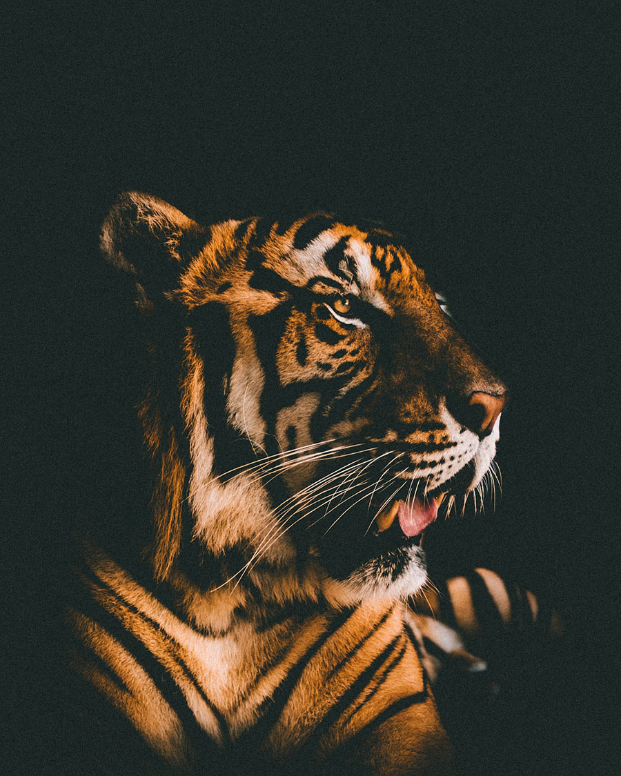 Tiger Free Days