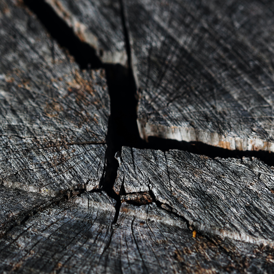 Dendrochronology