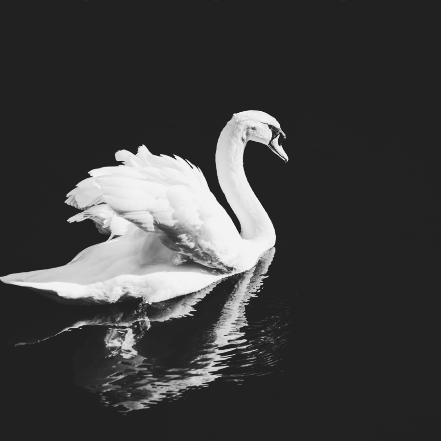 Swan Songs are Just Human Songs with Feathers