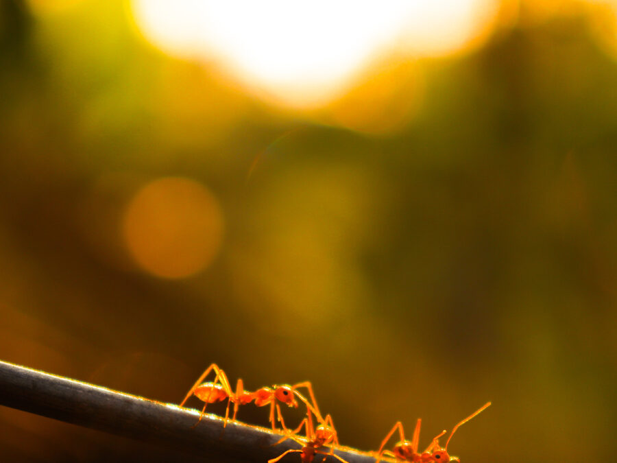 Ants