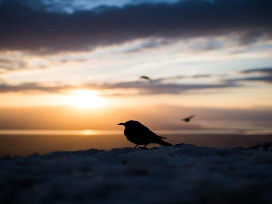 Ornithology for Girls