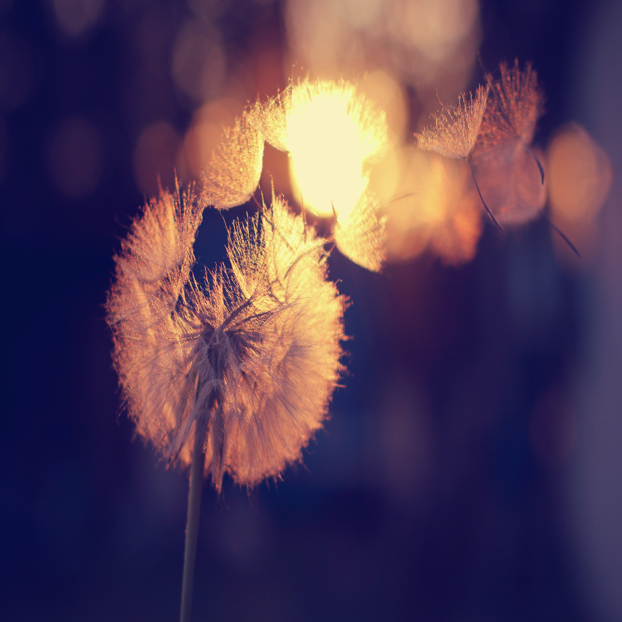 timothy-eberly-Osy2z7Ed91E-unsplash (1) (1)