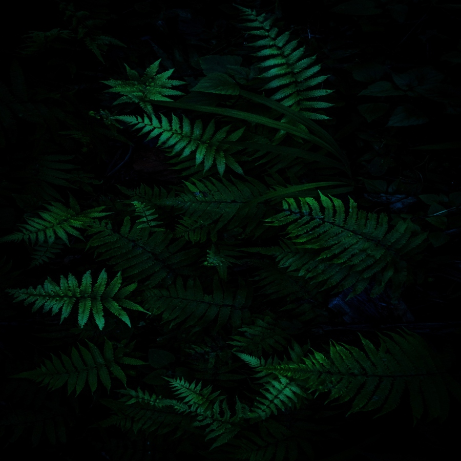 Night Vision
