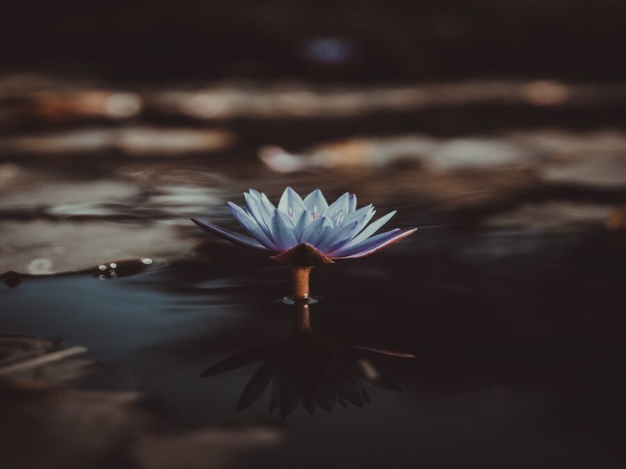 Sweets From Strangers