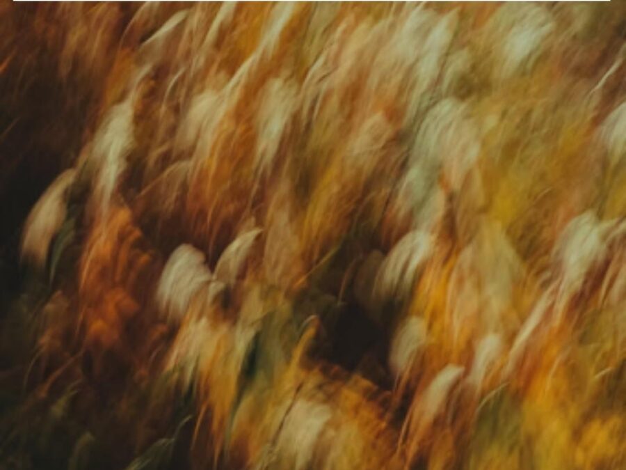 Self-Portrait as Everything You’re Not