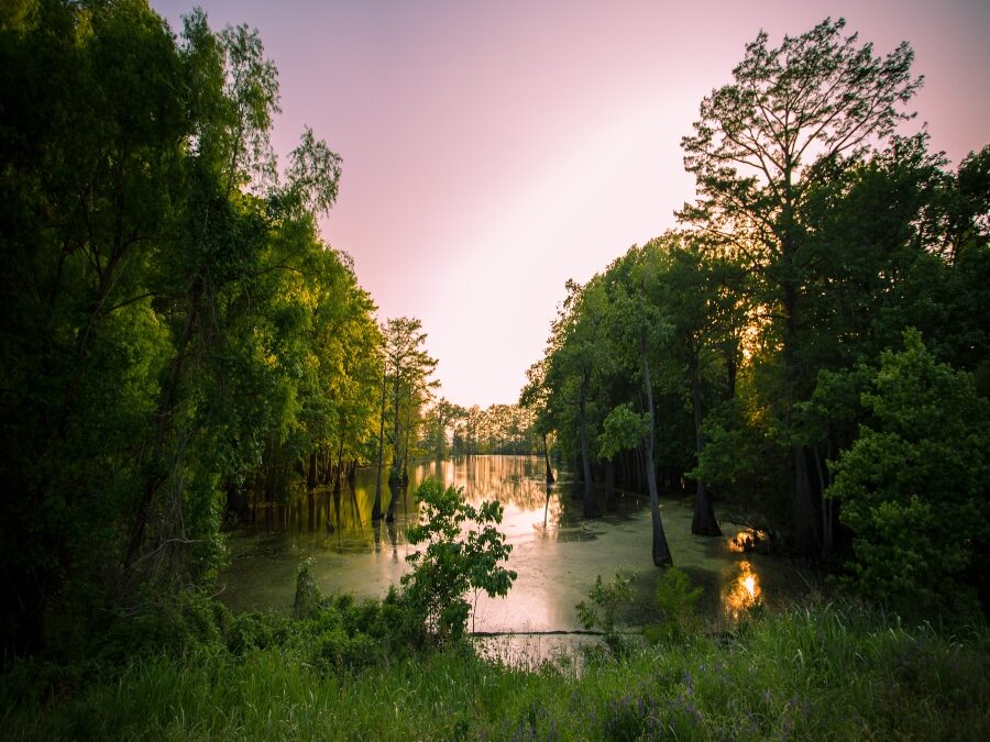 The Extinction Museum: Exhibit # 914 (tank of anoxic water from Gulf of Mexico near the mouth of the Mississippi River)