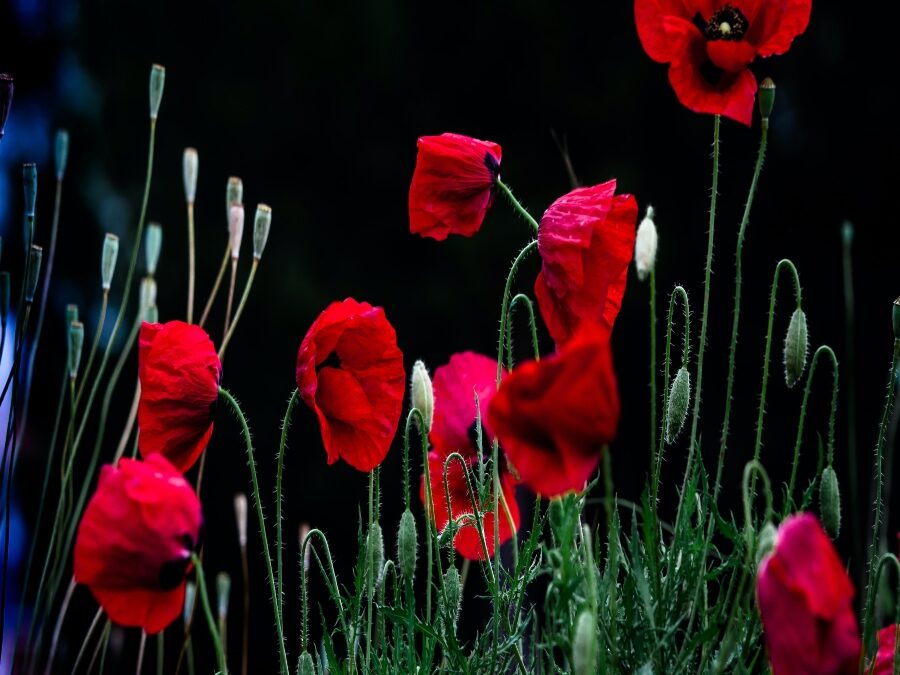 Dorothy Paints Poppies from Memory