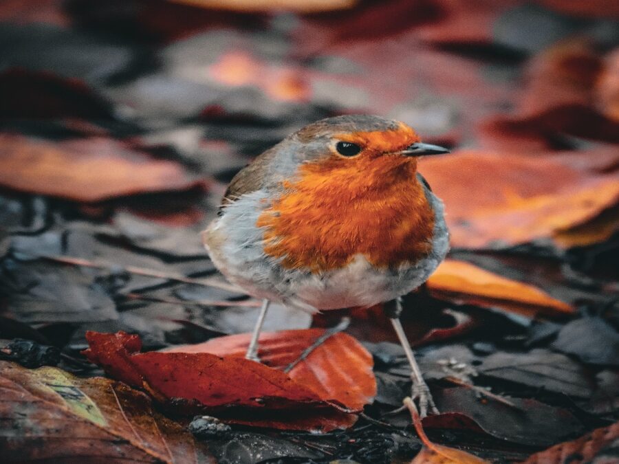 The Nomenclature of Flight