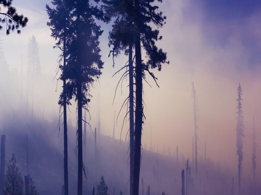 The Hollowing of Her Bones