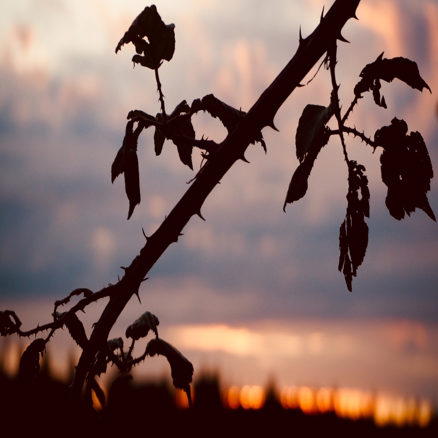 Cold Comfort