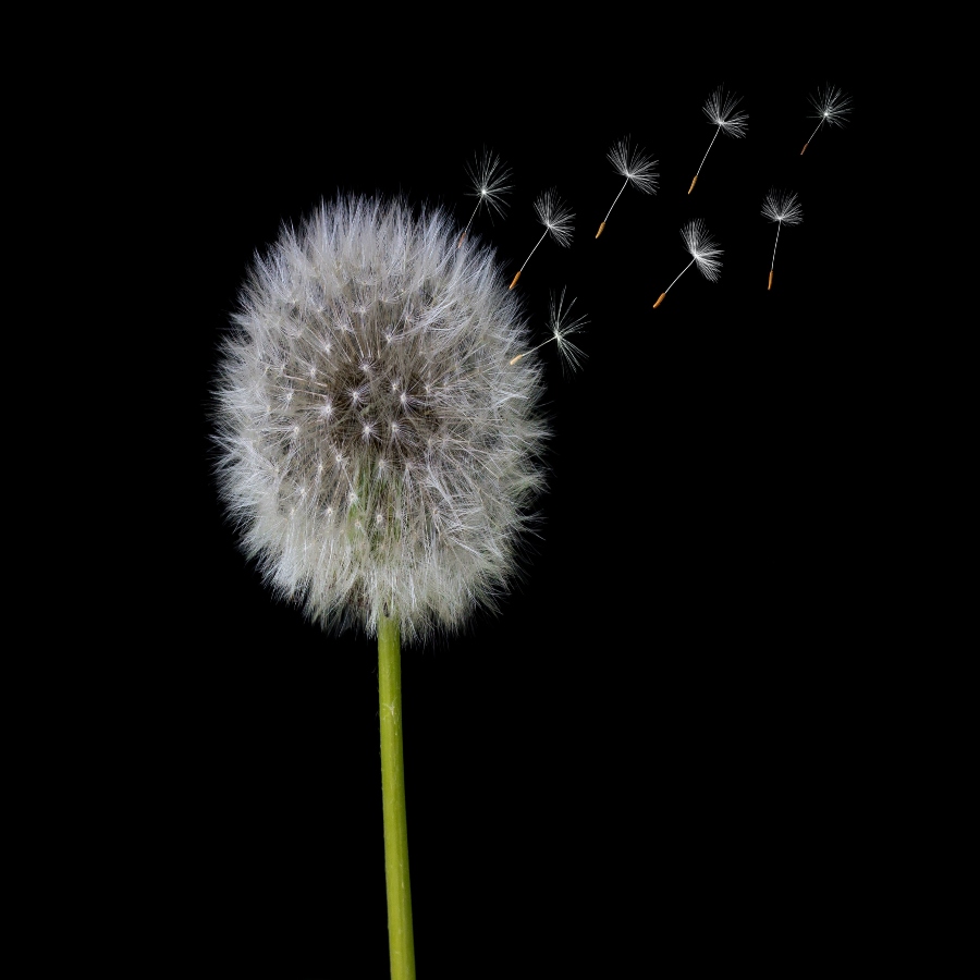Forgiveness is a Seed