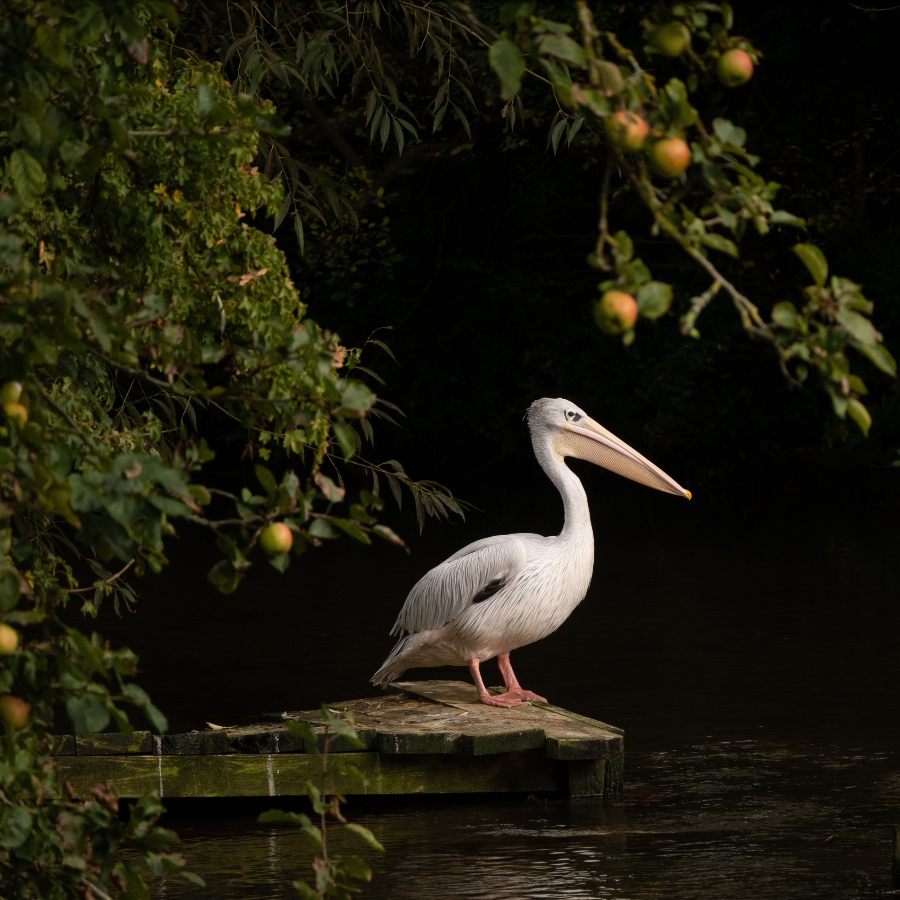 Pelican