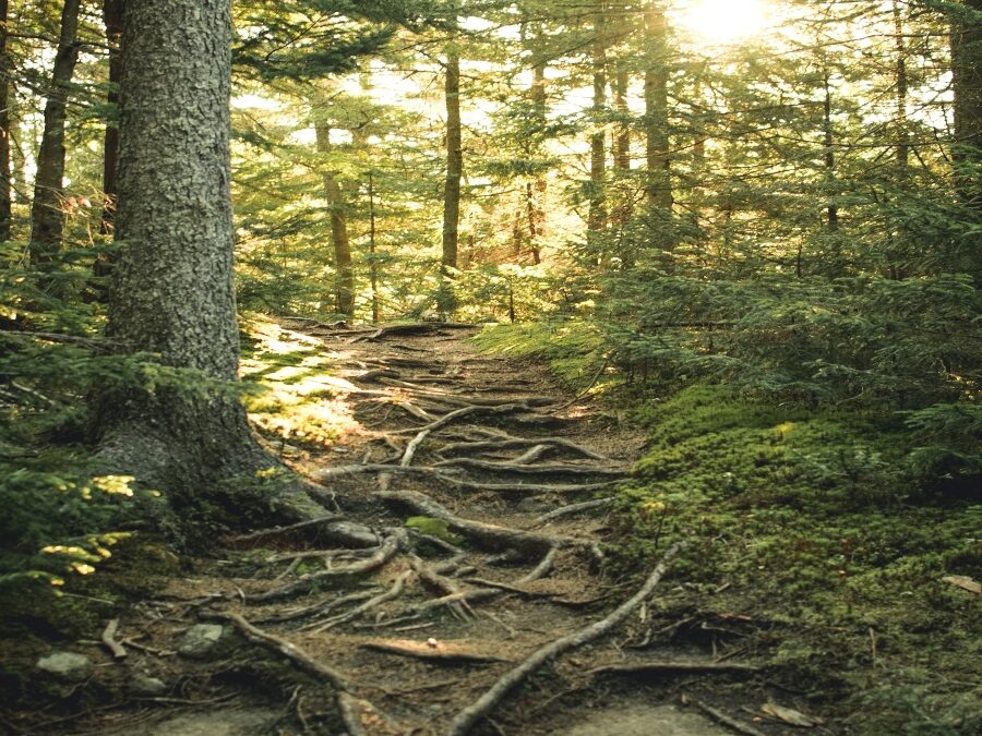 When The Birds Go Quiet