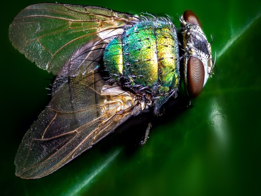 Stanislavski’s Fly