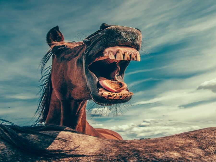 Horsebroken
