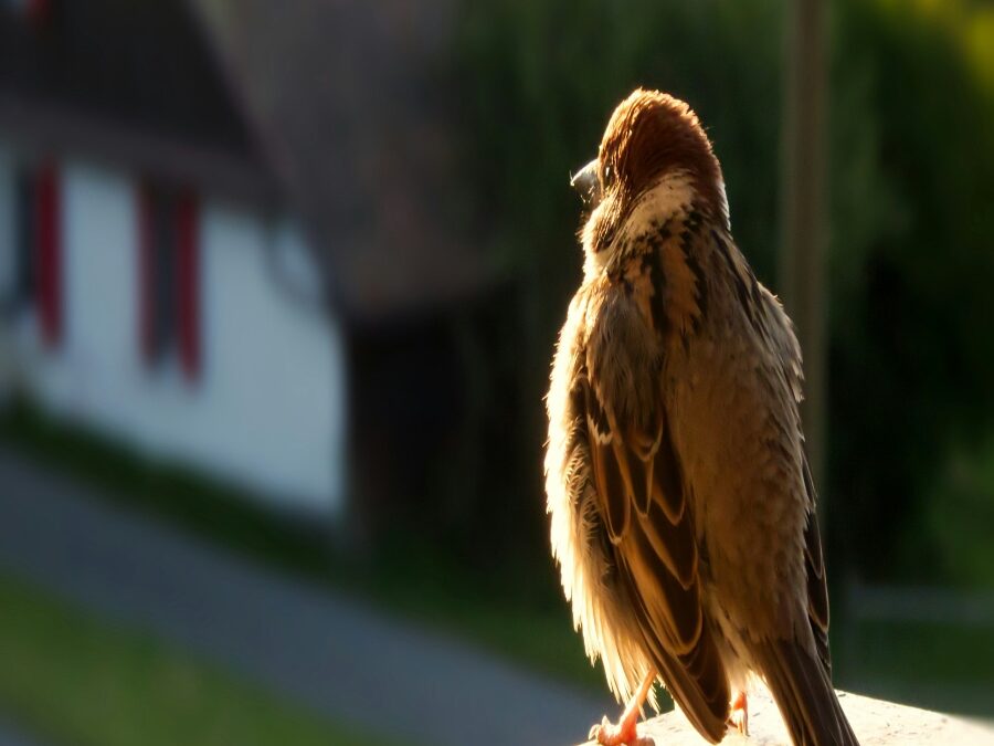 THE MIGRATION OF DEAD BIRDS