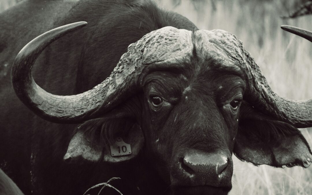 The Ox and the Magpies