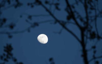 Moon Rabbit