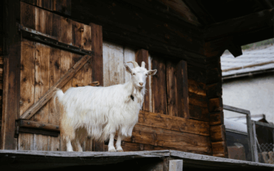 Baby Goat on the Roof
