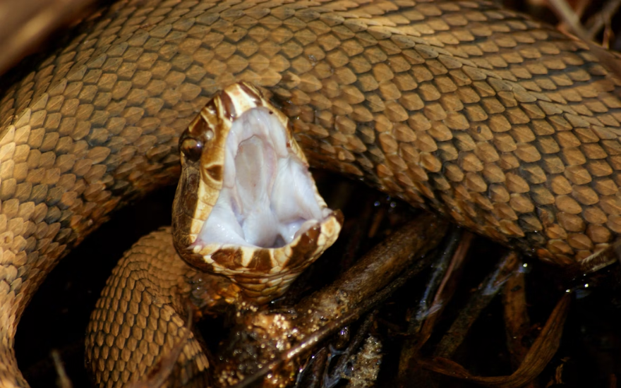 Cotton Mouth