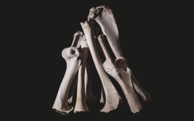 Coyote, Bones, Howl