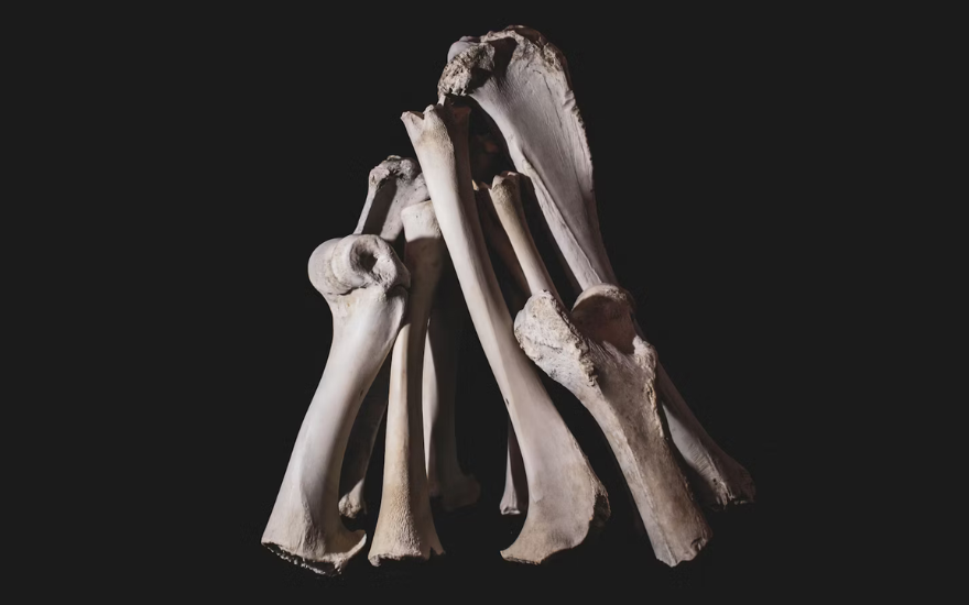 Coyote, Bones, Howl