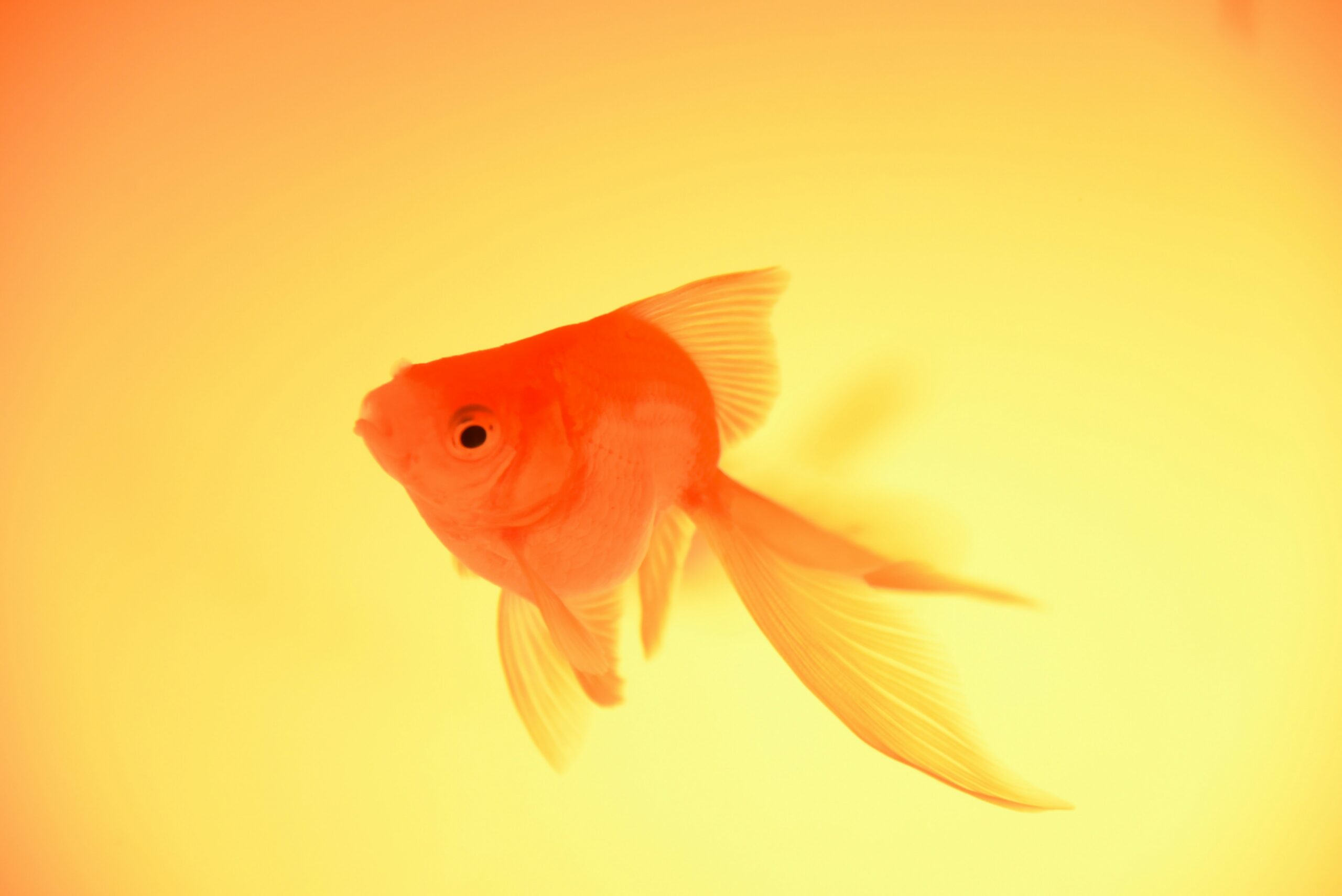 cici-hung-0R_OvdFmRs4-unsplash