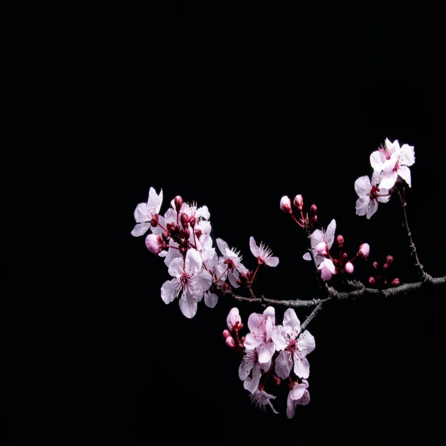 david-brooke-martin-lFTtQqVfx6g-unsplash (1) (1) david-brooke-martin-lFTtQqVfx6g-unsplash (1) (1)