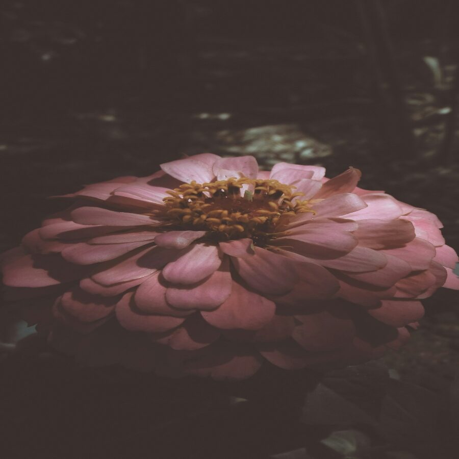 lucasvphotos-13HkmhVJcAs-unsplash (1) (1) lucasvphotos-13HkmhVJcAs-unsplash (1) (1)