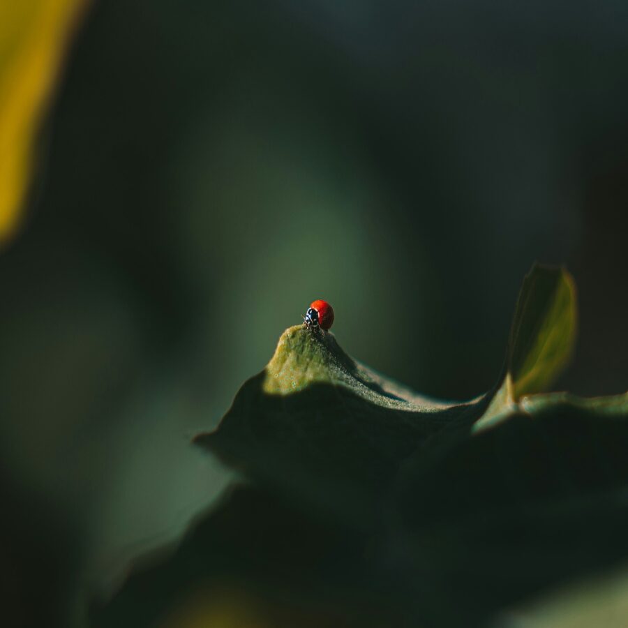 oscar-gutierrez-ZmVzKfGzR6I-unsplash (1)